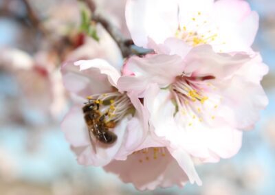 Abeja Almendro