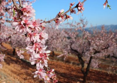 Almendro