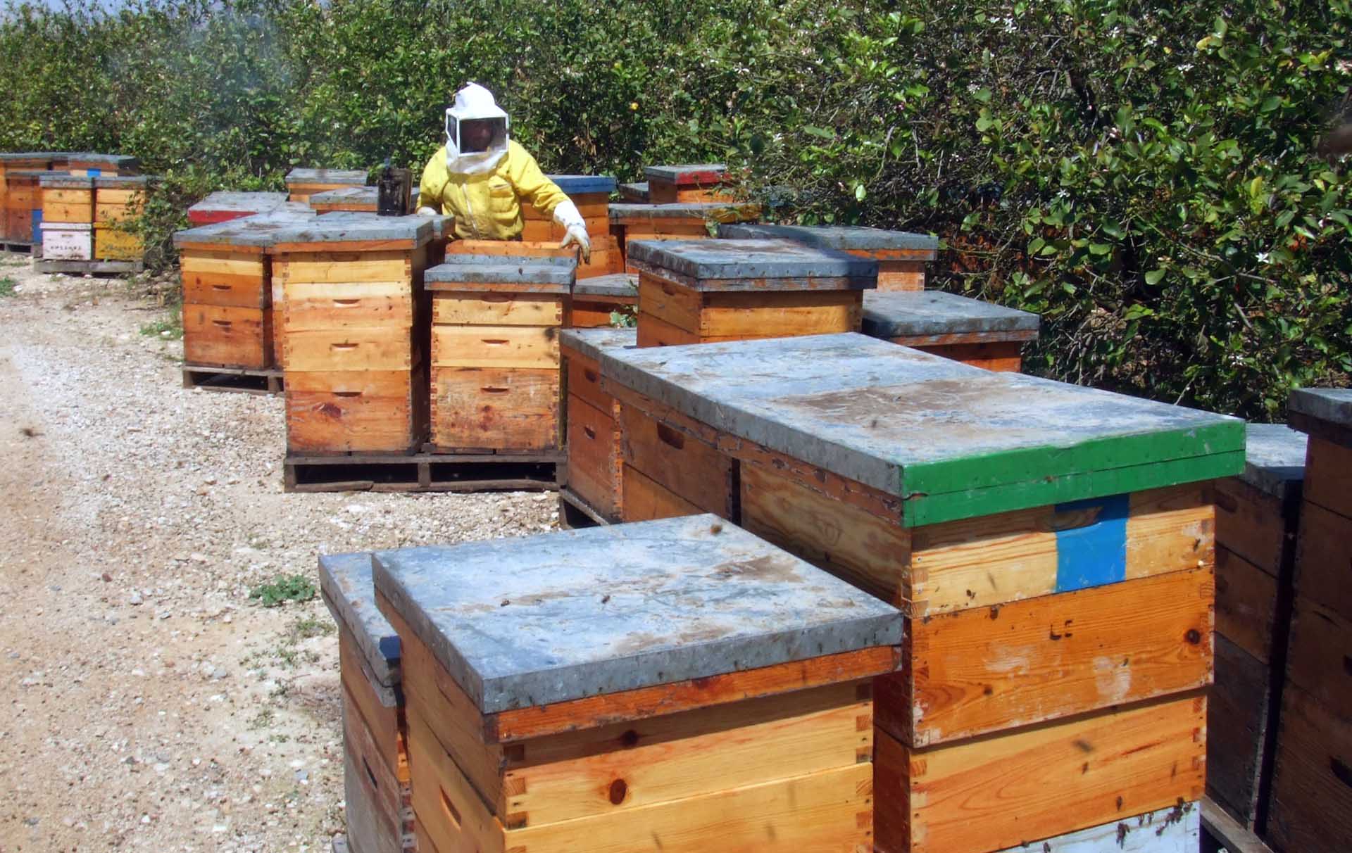 working our organic honey